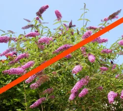 butterfly-bush-is-an-invasive-species-plant-native