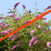 butterfly-bush-is-an-invasive-species-plant-native