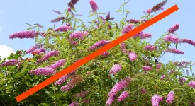 butterfly-bush-is-an-invasive-species-plant-native