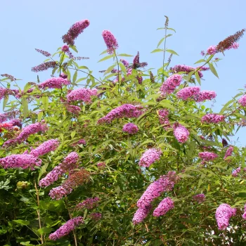 butterfly-bush-is-an-invasive-species