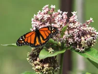butterfly-on-common-milkweed-the-plant-native