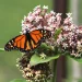 butterfly-on-common-milkweed-the-plant-native