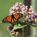 butterfly-on-common-milkweed-the-plant-native