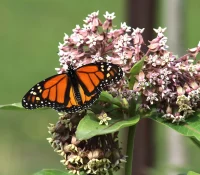 butterfly-on-common-milkweed-the-plant-native