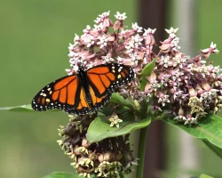 butterfly-on-common-milkweed-the-plant-native butterfly-on-common-milkweed-the-plant-native