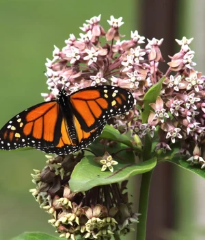 butterfly-on-common-milkweed-the-plant-native