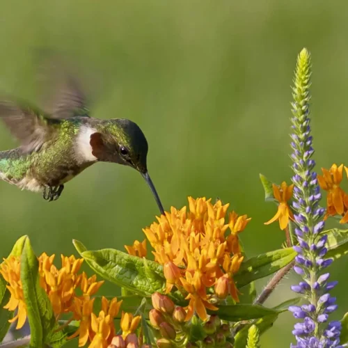 butterfly-weed-hummingbird-native-flower