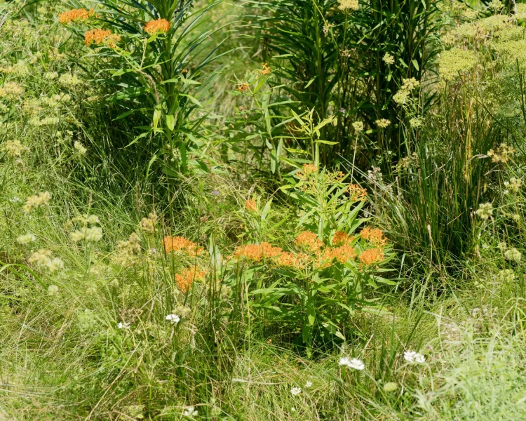Wondering what to pair with native grasses? The delicate textures of grasses pair beautifully with butterfly weed