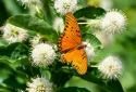 buttonbush-butterfly-plant-native-gardening