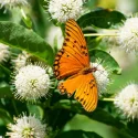 buttonbush-butterfly-plant-native-gardening