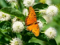 buttonbush-butterfly-plant-native-gardening