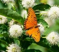 buttonbush-butterfly-plant-native-gardening