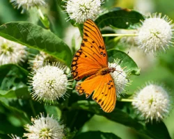 buttonbush-butterfly-plant-native-gardening