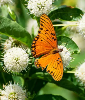 buttonbush-butterfly-plant-native-gardening buttonbush-butterfly-plant-native-gardening