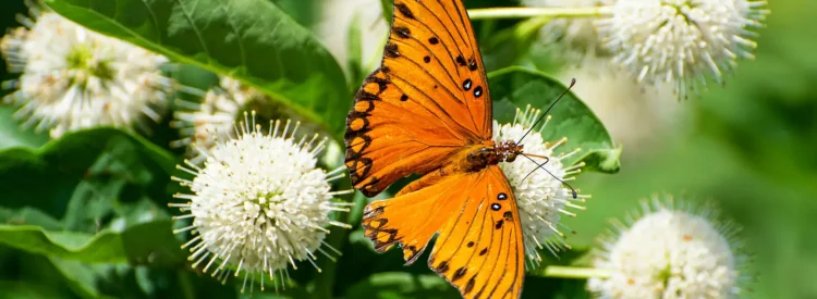 buttonbush-butterfly-plant-native-gardening