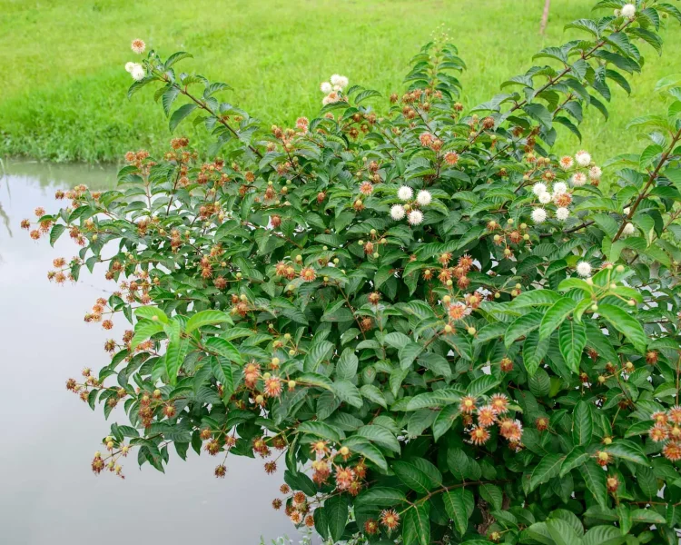Proof that buttonbushes can thrive alongside water