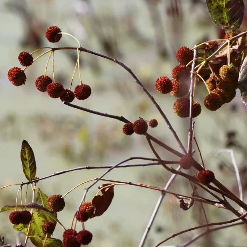 buttonbush-in-the-fall buttonbush-in-the-fall