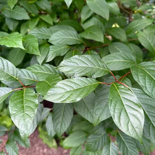 buttonbush-leaves-in-the-summer-native-shrub #image_title