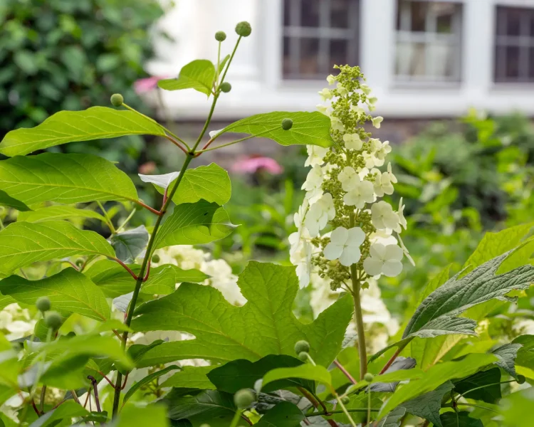 Perfect native pairing: buttonbush (left) + oakleaf hydrangea