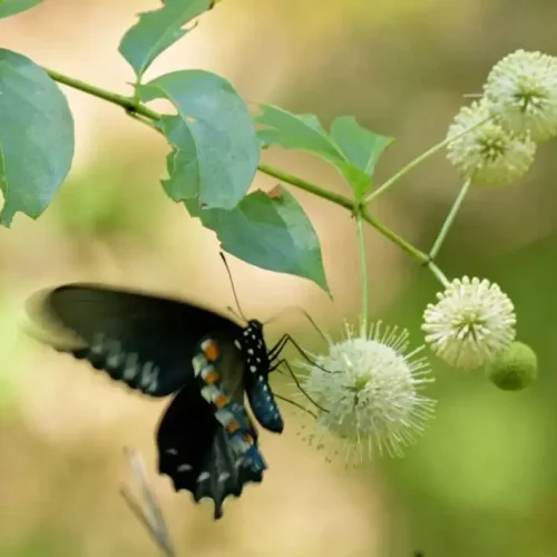 buttonbush-with-butterflies #image_title