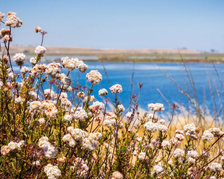 California buckwheat thrives in a full sun landscape