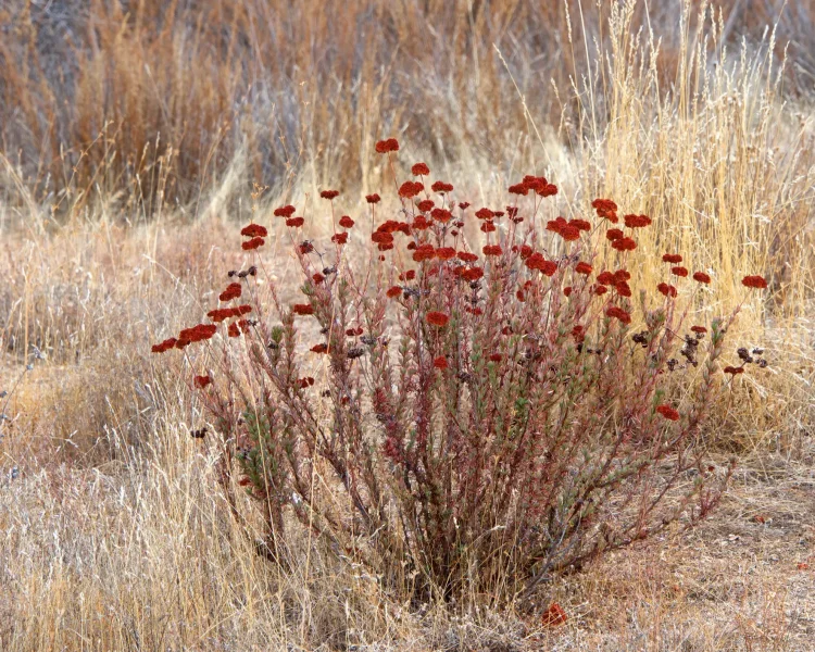 Leave California buckwheat alone and watch it turn into bronze garden sculptures in the fall