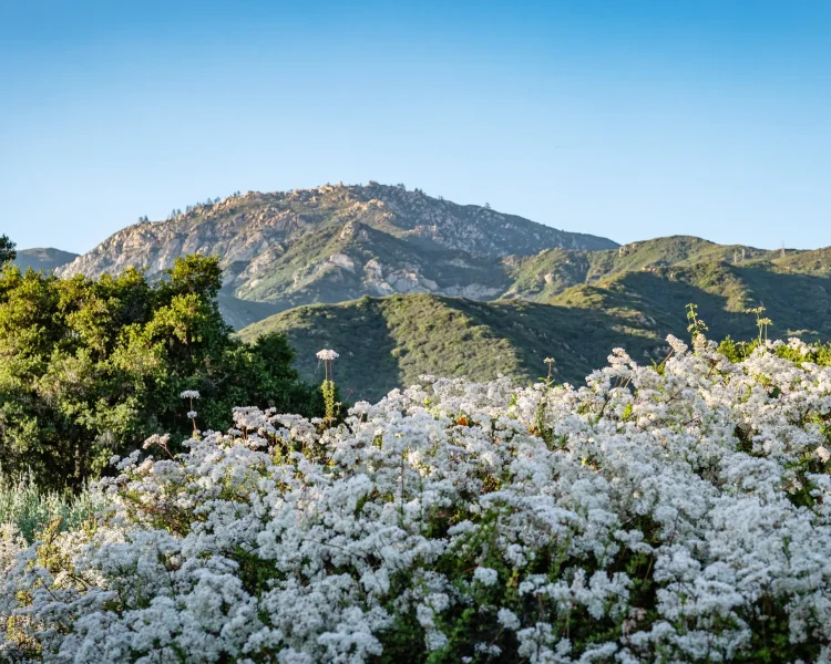California buckwheats thriving on a full sun slope