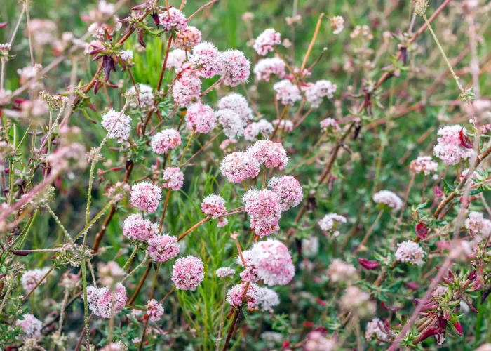 california-buckwheat-native-shrub