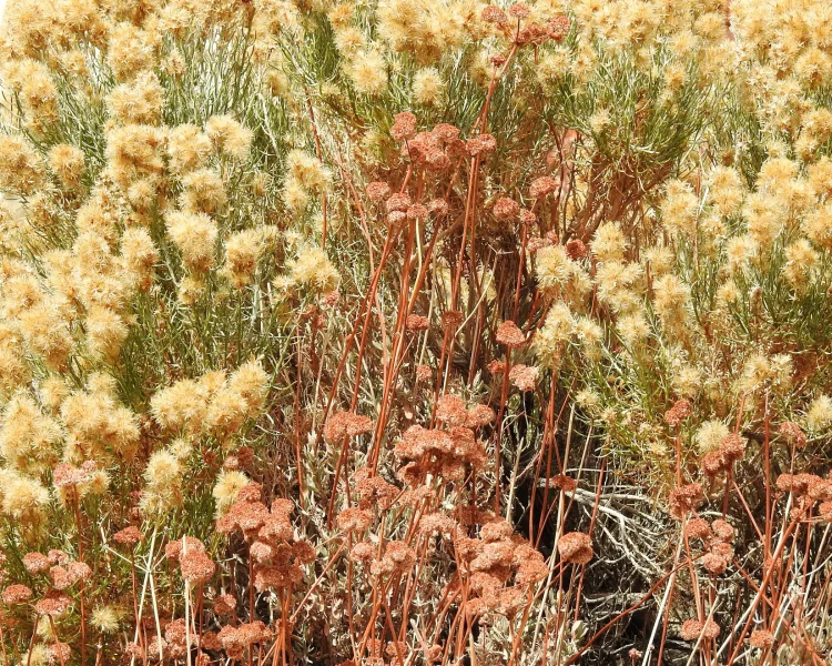 Iconic California fall gardening: California buckwheat + rubber rabbitbrush