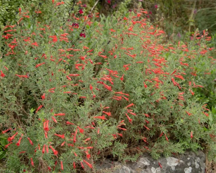 When not in bloom, it might remind you a little of rosemary bushes