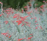 california-fuchsia-native-flower