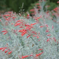 california-fuchsia-native-flower