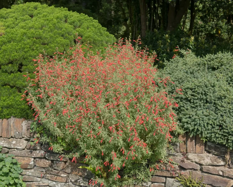 With California fuchsia, drainage is key. Seen here thriving atop a rock wall.