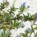 Branch of a shrub with small blue flower clusters and narrow green leaves against a light background, early bloom.