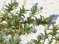 Branch of a shrub with small blue flower clusters and narrow green leaves against a light background, early bloom.