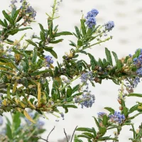 Branch of a shrub with small blue flower clusters and narrow green leaves against a light background, early bloom.