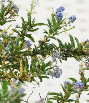 california-lilac-ceanothus-concha Blue flower clusters on a woody shrub with narrow green leaves and small buds attached to stems','Close-up of blue blossoms on a ceanothus shrub with slender leaves