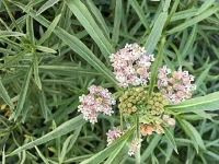 california-narrowleaf-milkweed-for-monarch-butterflies
