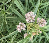 california-narrowleaf-milkweed-for-monarch-butterflies