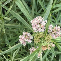 california-narrowleaf-milkweed-for-monarch-butterflies