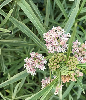 california-narrowleaf-milkweed-for-monarch-butterflies