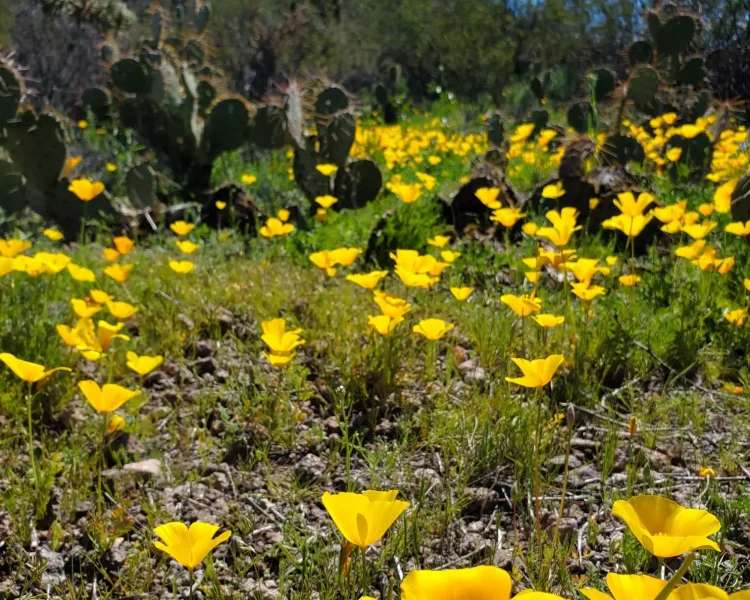 Don't let the name fool you: California poppies thrive in other Southwestern landscapes