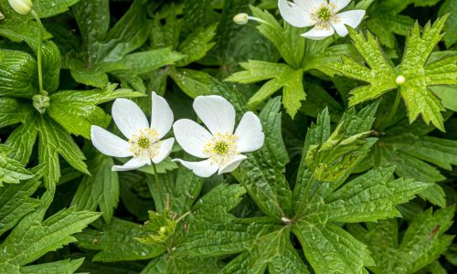 canada-anemone-in-flower-spring-native