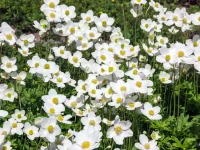 canada-anemone-native-flower-in-bloom