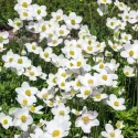 canada-anemone-native-flower-in-bloom