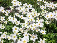 canada-anemone-native-flower-in-bloom