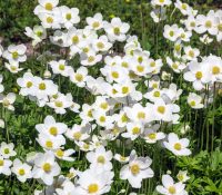 canada-anemone-native-flower-in-bloom