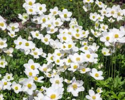 canada-anemone-native-flower-in-bloom