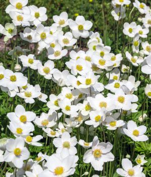 canada-anemone-native-flower-in-bloom