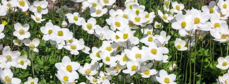 canada-anemone-native-flower-in-bloom
